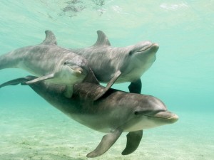 Bottlenose_Dolphins_Caribbean_Sea_Honduras
